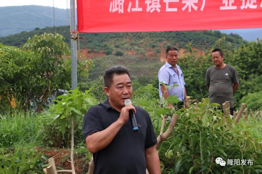 隆阳区潞江镇：芒果产业提质增效与耕地流出图斑整改双推进 关注森林 