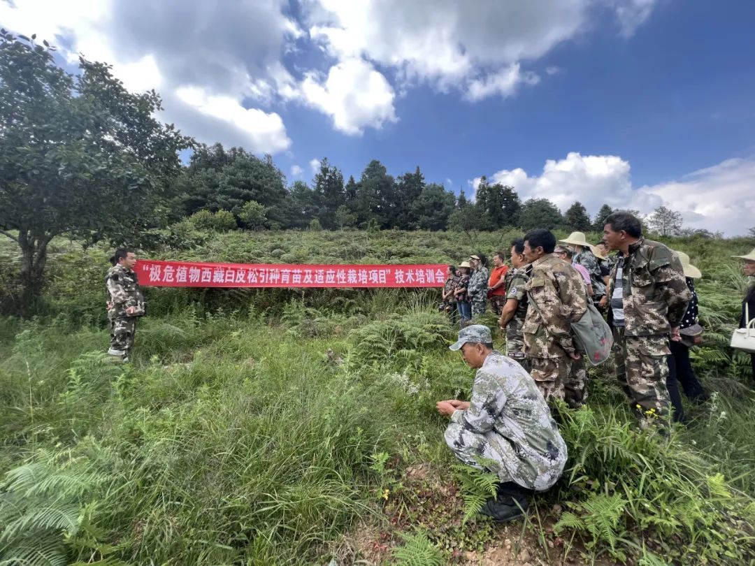守住绿水青山 绘就壮美画卷 ——隆阳区国有林场践行“两山”理论，推深做实林长制 关注森林 