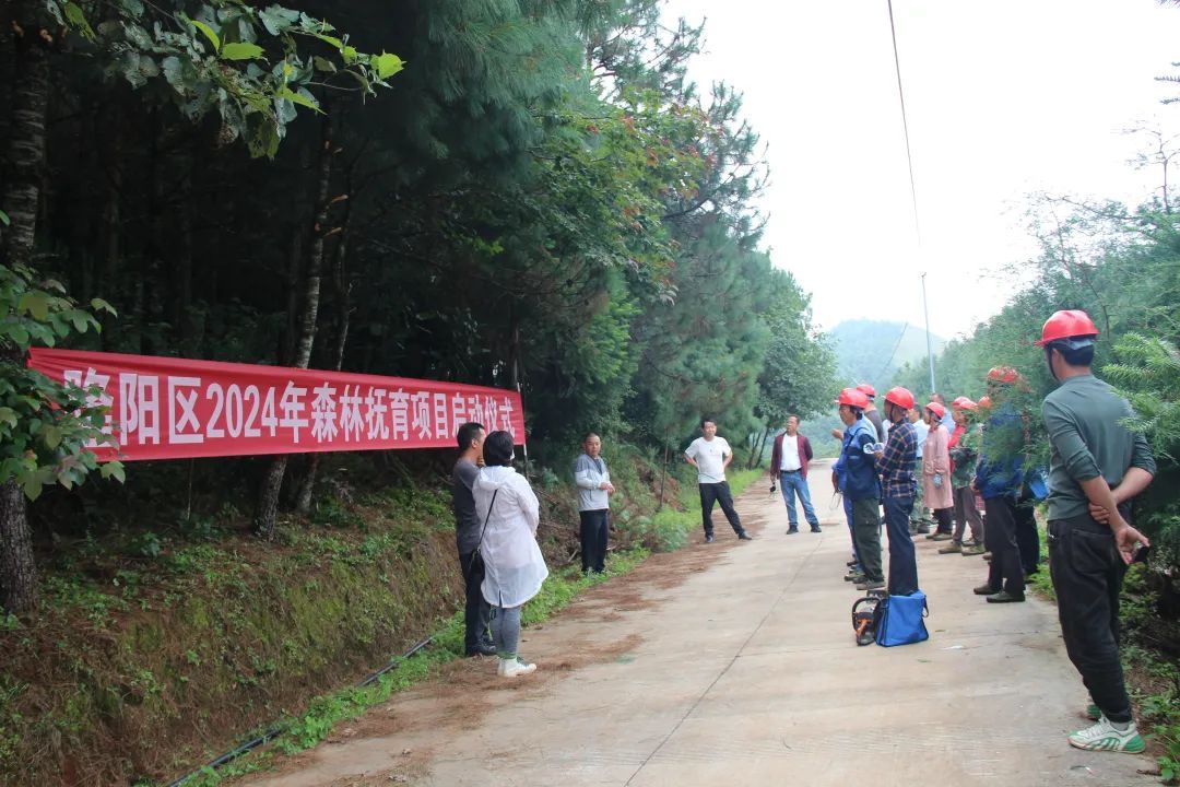 区林草局召开隆阳区2024年森林抚育项目抚育技术现场培训会 - 关注森林