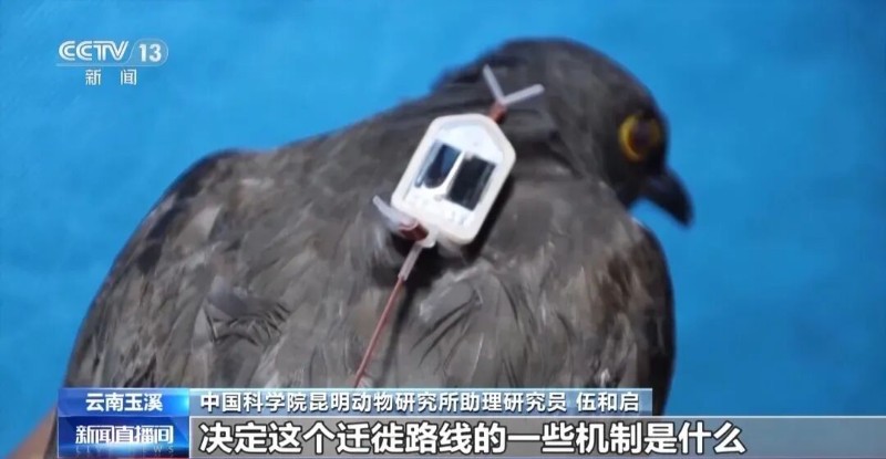 圖片