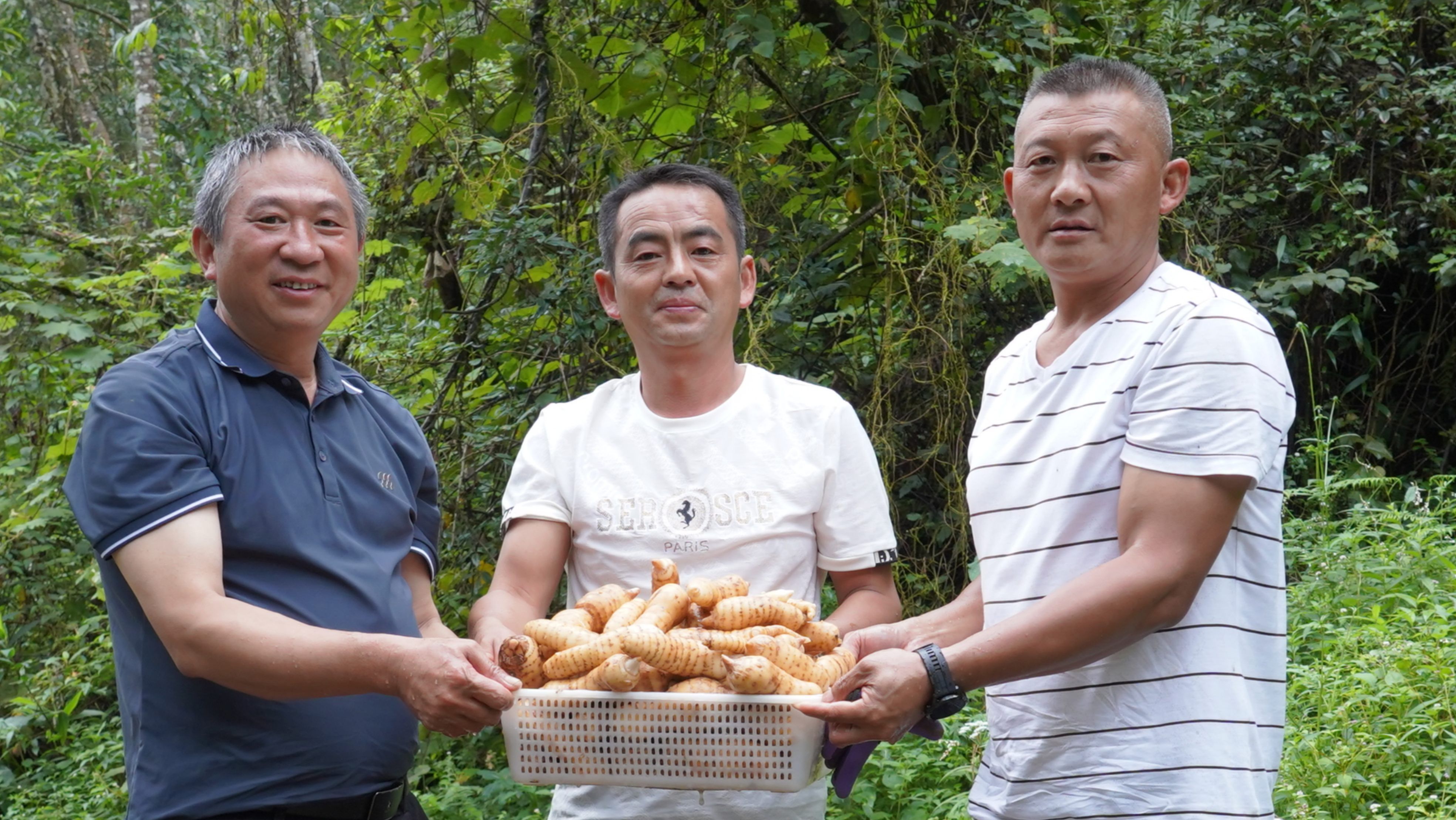 新时代 新征程 新伟业 | 云南腾冲：“以药养林”打造全国林下天麻新产区 - 关注森林