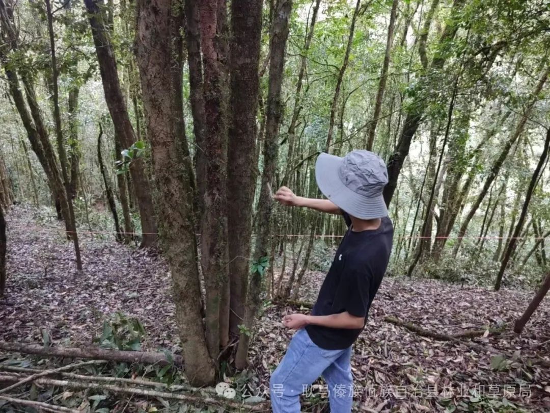 耿马县林业和草原局扎实推进森林抚育工作 - 关注森林
