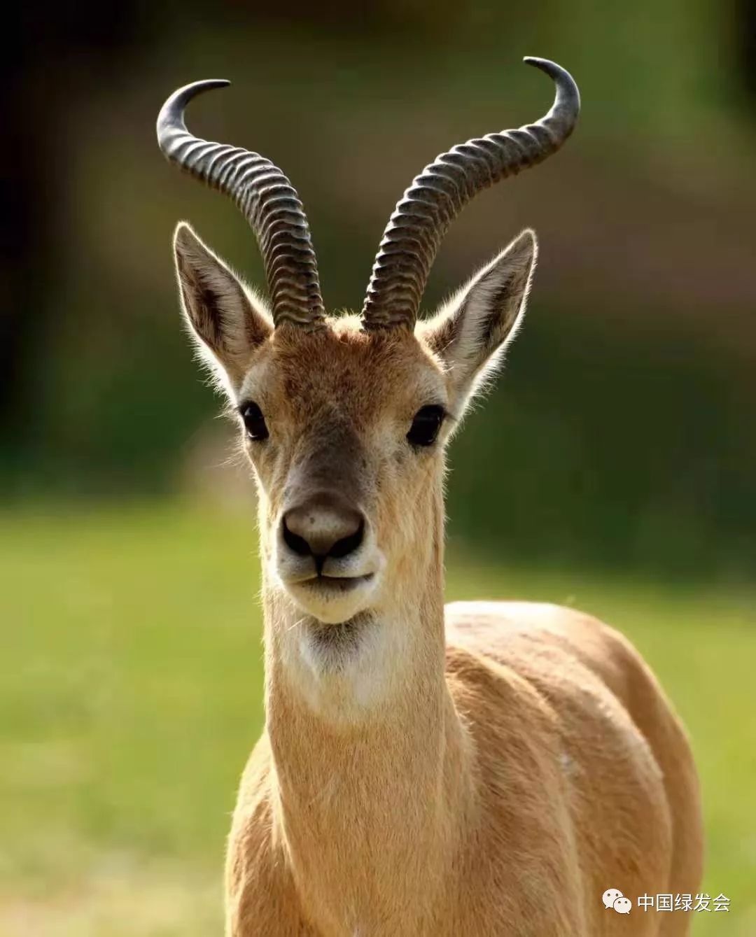 非洲大羚羊，雄性头上长着一对漂亮的角，因为角是扭曲的|大羚羊|角|雄性_新浪新闻