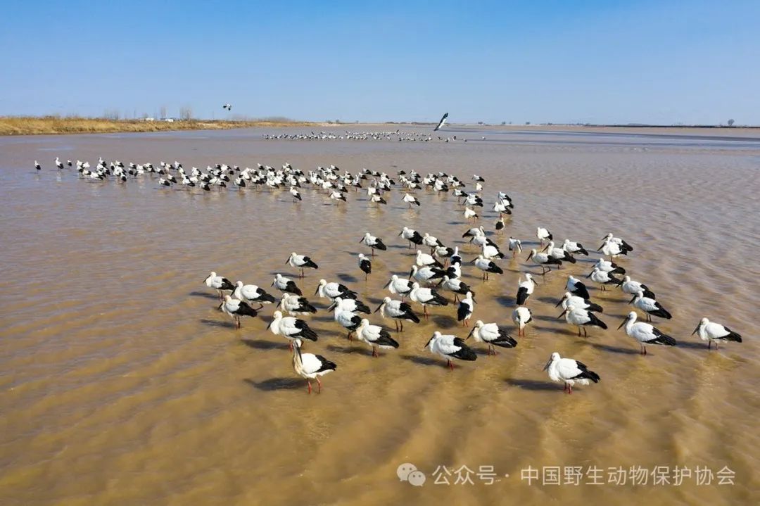 会员作品丨胡友文:山东东营黄河口候鸟栖息地 - 关注森林