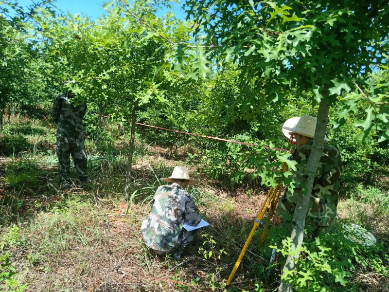 图为北华山林场技术人员在检查北美栎树样板林生长情况。