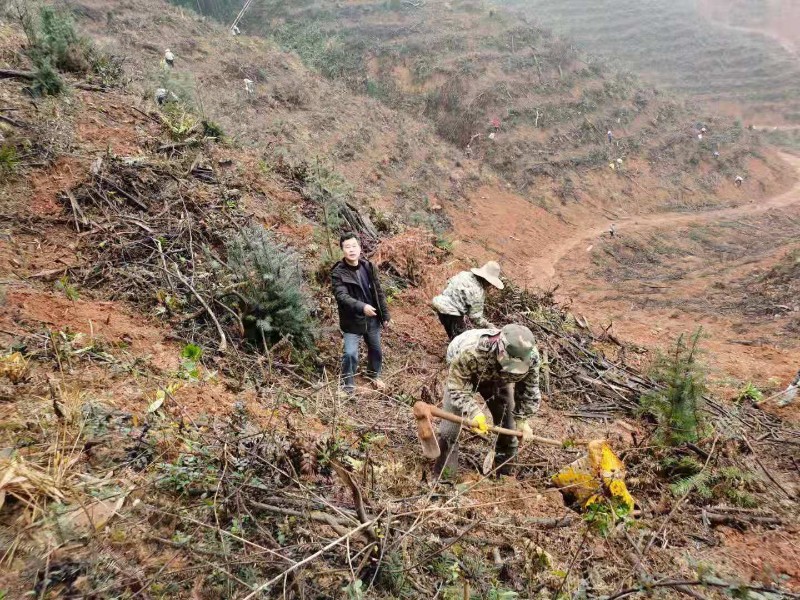 安福县明月山林场春季植树造林掀高潮