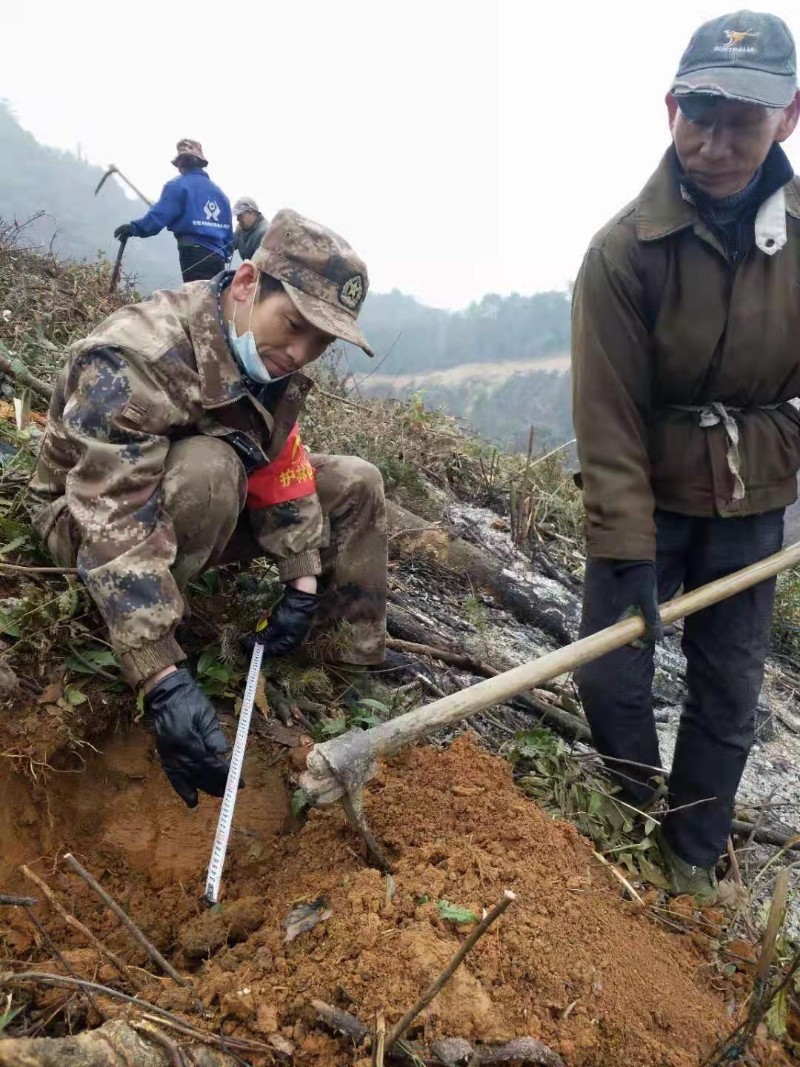 图为明月山林场西坑分场技术员在检查挖穴规格.