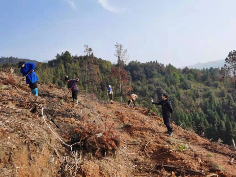 安福县国有林场掀起植树造林热潮