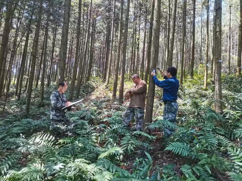 图为武功山林场科技人员为杉木1.5代测定林挂牌。