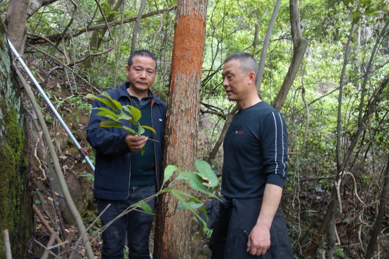 图为明月山林场技术人员在现场鉴定白桂木。