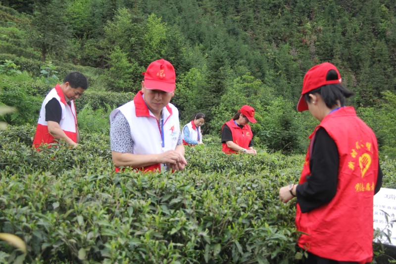 图为4月18日，明月山林场党员志愿者在北山茶场采茶。