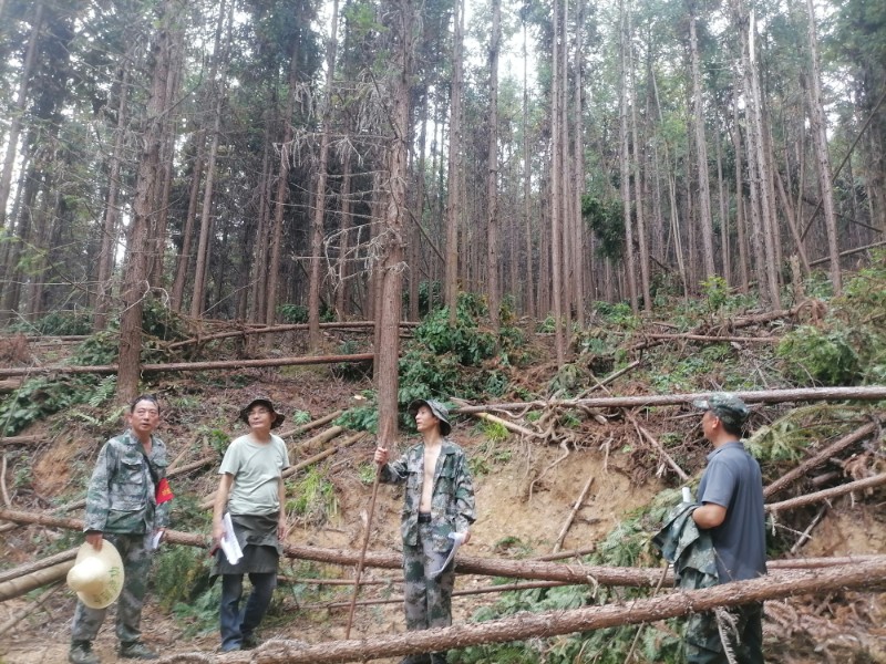 圖為明月山林場檢查森林撫育間伐質(zhì)量。