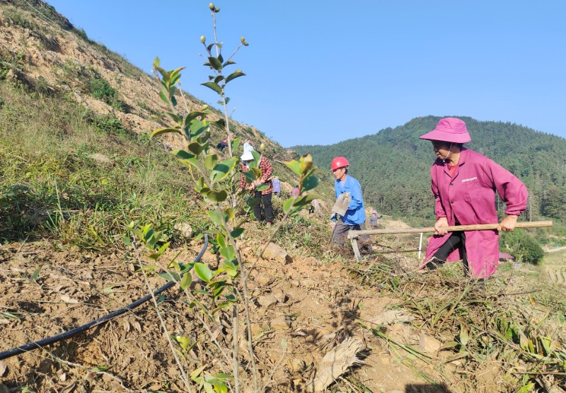 圖為北華山林場(chǎng)組織民工撫育新造油茶。