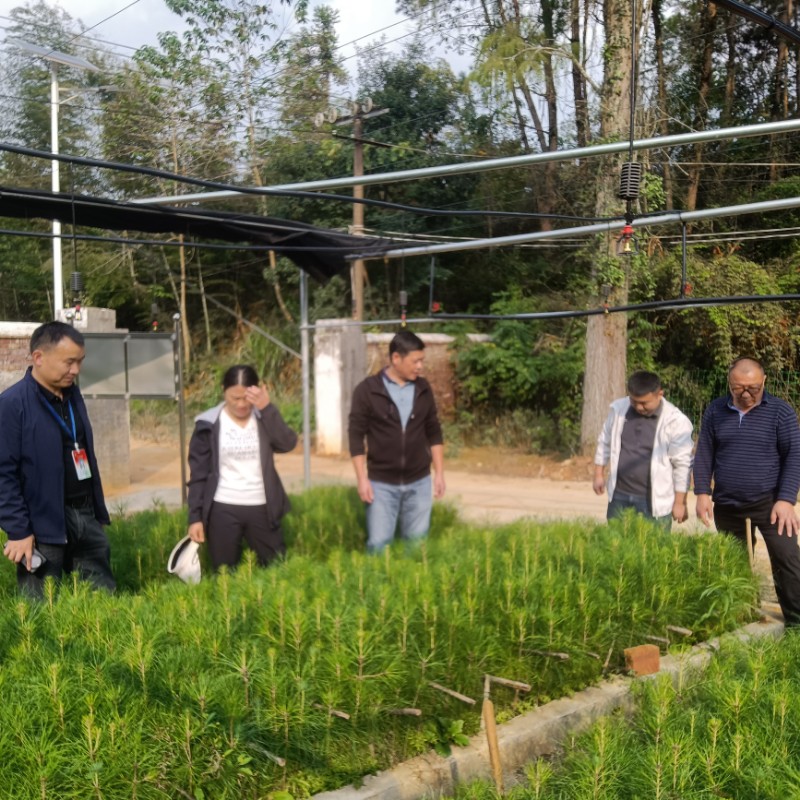 圖為楊春霞在武功山林場查看火炬松苗圃。