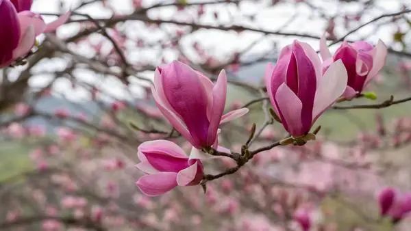 每日豫景丨南召县玉兰花开靓山乡