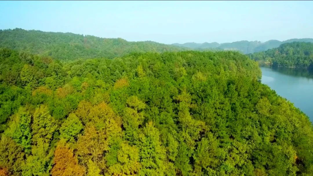 明确2024年绿美河南生态建设目标 - 关注森林
