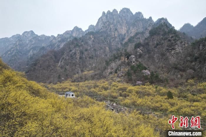 图为西峡县老界岭万亩山茱萸花开正盛。　杨永青 摄