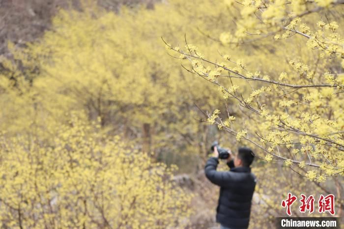 图为游客在西峡县老界岭拍摄山茱萸花。　杨永青 摄