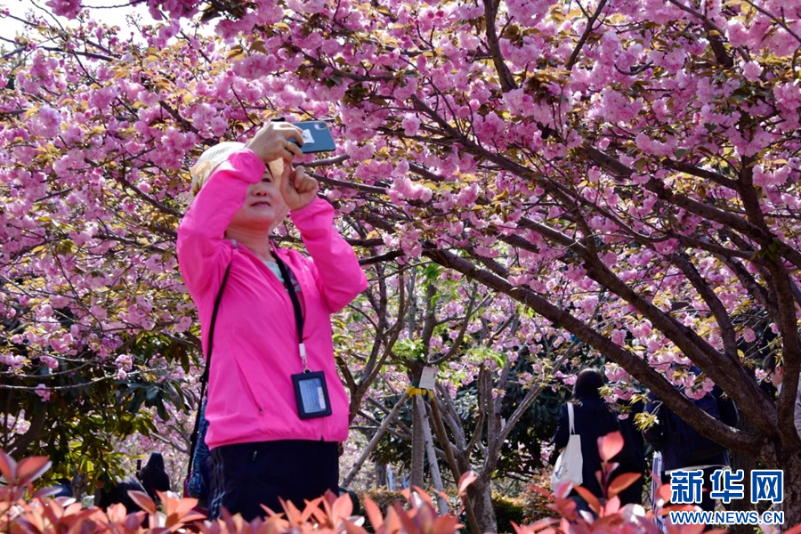 4月14日，河南鹤壁，游客在赏花拍照。王博 摄