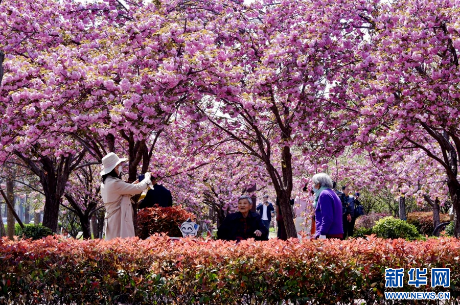 4月14日，河南鹤壁，市民在赏花游春。王博 摄