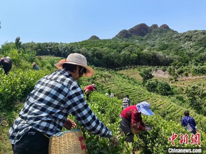 图为采摘现场。刘鹏 摄