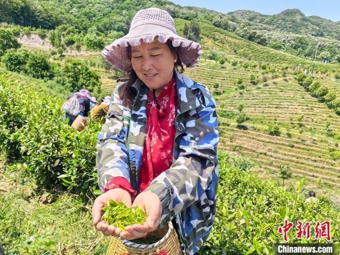 茶农手捧新鲜采摘的茶叶。刘鹏 摄