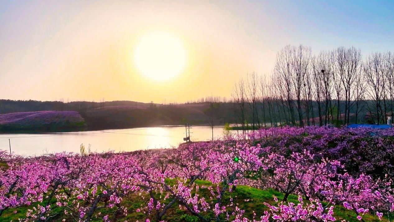 桃花夕阳相映红 曹静摄