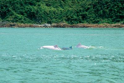 广东珠江口中华白海豚自然保护区