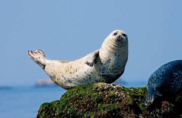 山东庙岛群岛斑海豹自然保护区