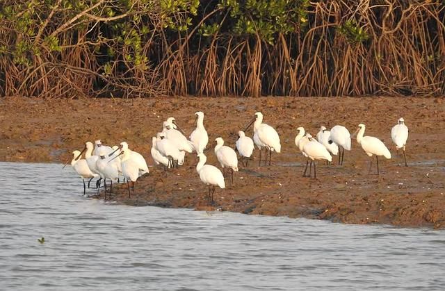 47只海南新盈红树林国家湿地公园黑脸琵鹭数量创新高