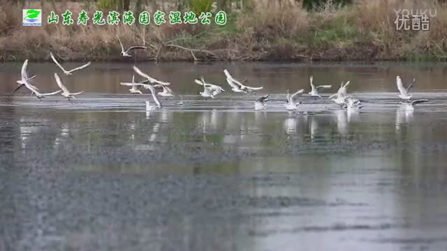 寿光滨海湿地野生鸟类纪实片