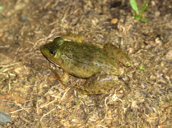 孔雀湖湿地公园管理处湿地生态监测中拍摄到的虎纹蛙