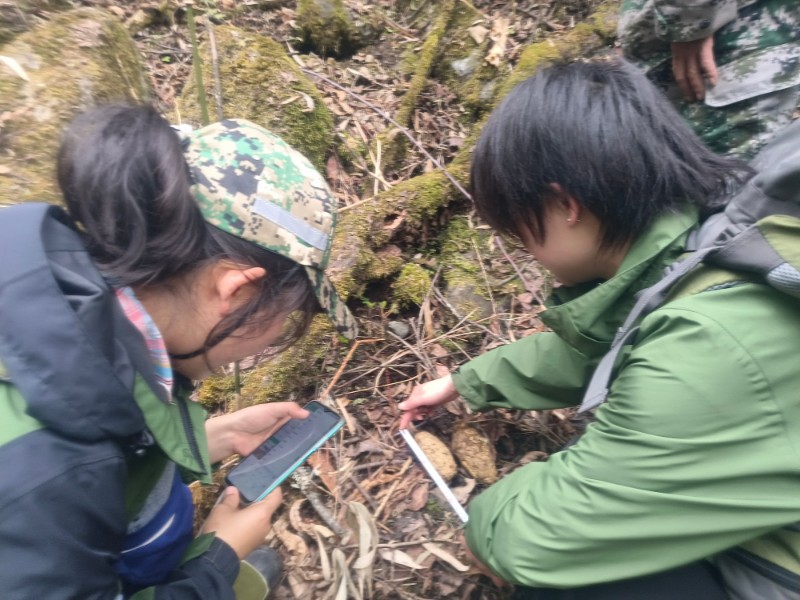 女巡护员发现熊猫粪便进行数据采集-张正凤拍摄