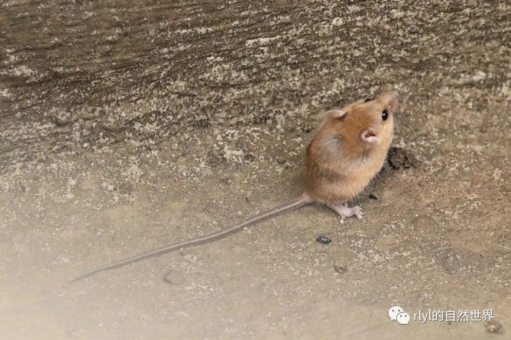 长尾攀鼠(asiatic long-tailed climbing mouse)