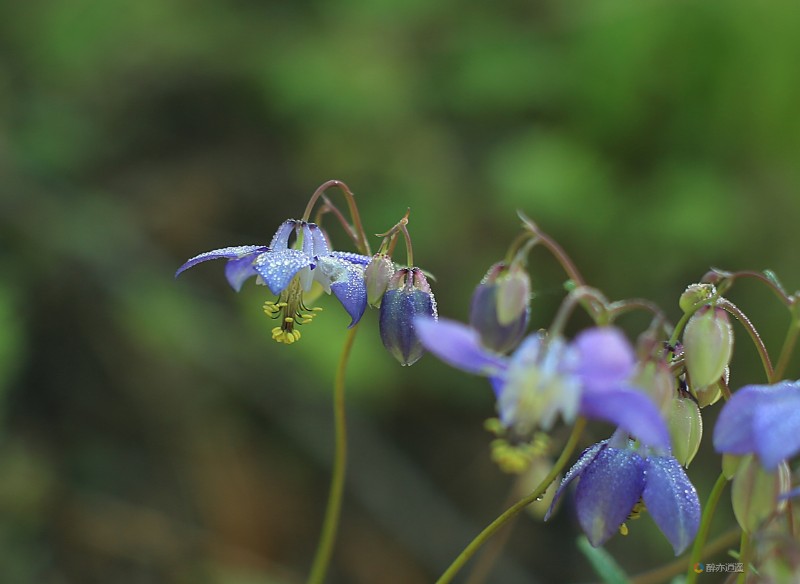 小花耧斗菜