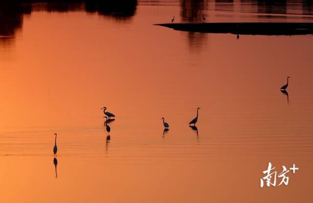 湛江廉江安铺，晚霞映红了水面，鹭鸟伫立在红树林旁的浅水滩。