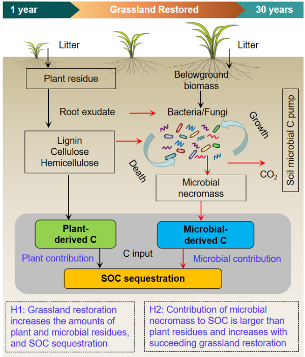 黄土高原恢复草地土壤有机碳固存研究取得进展