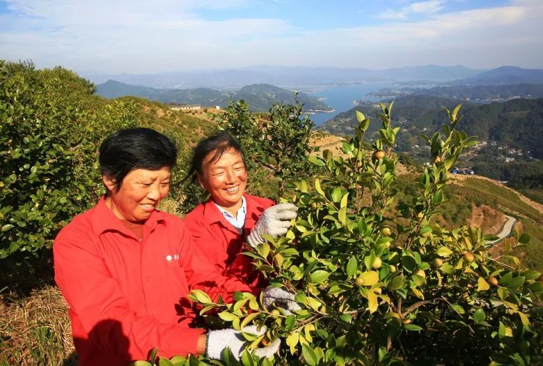 油茶飘香茶农乐