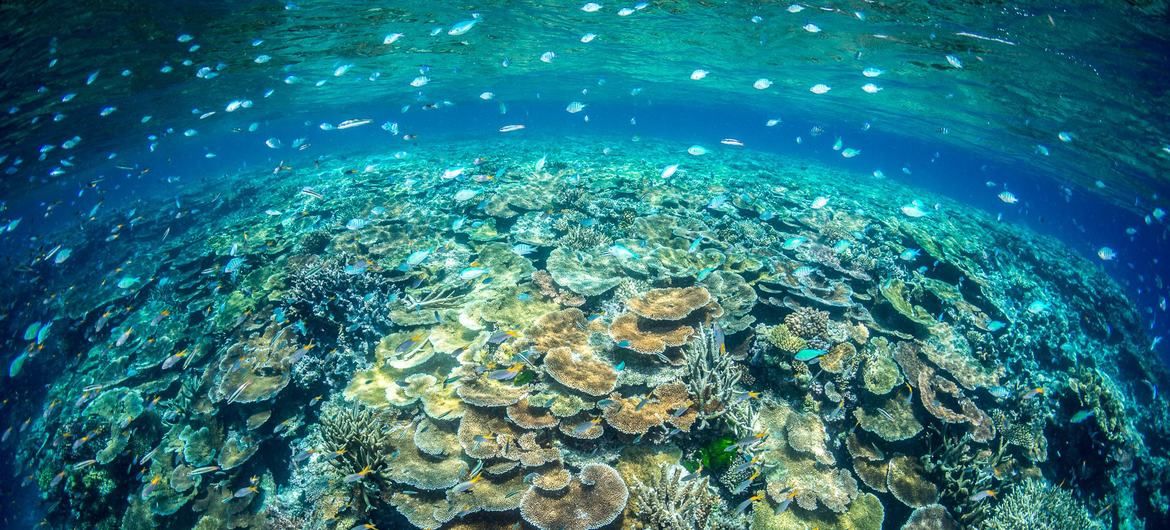珊瑚礁是复杂的生态系统，为鱼类和其他动物提供了宝贵的栖息地。