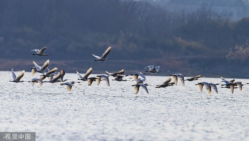 2023年1月28日，江西九江，鄱阳湖湖口县湿地，成群越冬候鸟在此嬉戏觅食。视觉中国 图