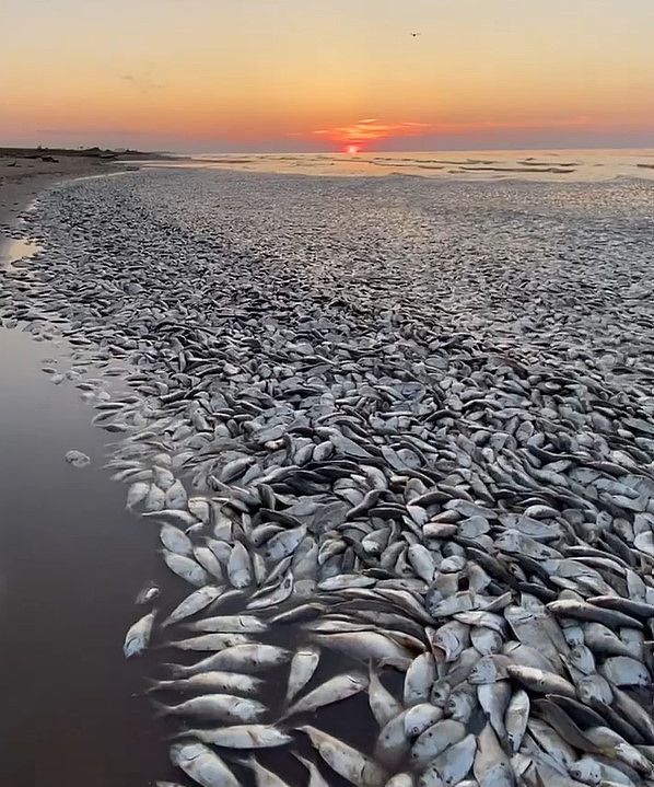 當(dāng)?shù)貢r間2023年6月9日，美國得克薩斯州，數(shù)萬條魚因海水高溫導(dǎo)致缺氧死亡，被沖到墨西哥灣沿岸。