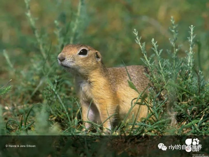 欧洲地松鼠(european ground squirrel)