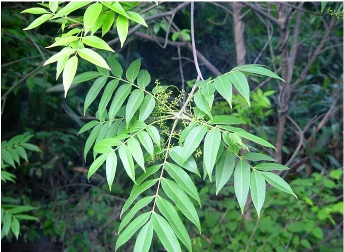 漆树 乌桕树(三)滴水观音从叶子到根茎整株都有毒 绿色大叶,粗