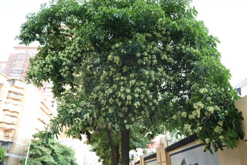 盆架子进入盛花期,奇特花香引争议,绿化部门来释疑