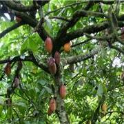 【IUCN报告系列】农业标准与自然受益：对照生物多样性指标评估天然原料采购相关标准