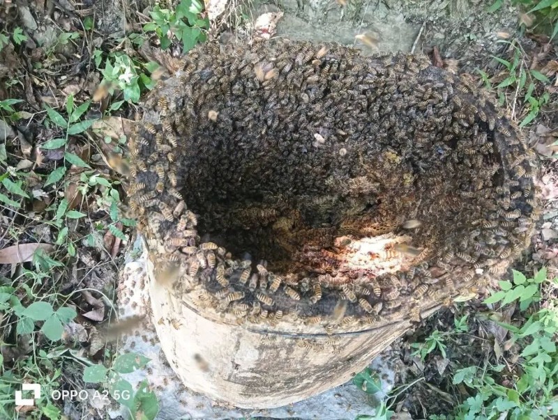 被黑熊偷吃蜂蜜后留下的空蜂箱