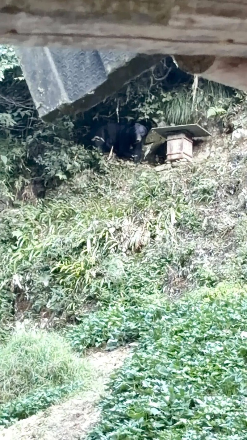 野生黑熊循着蜜香下山觅食直奔蜂箱而来