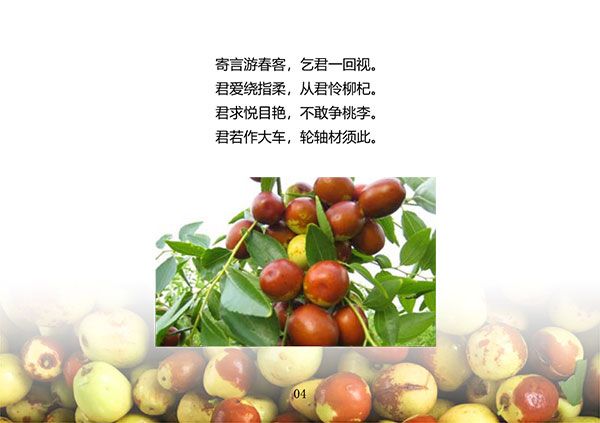鲜食枣宣传册-4_01