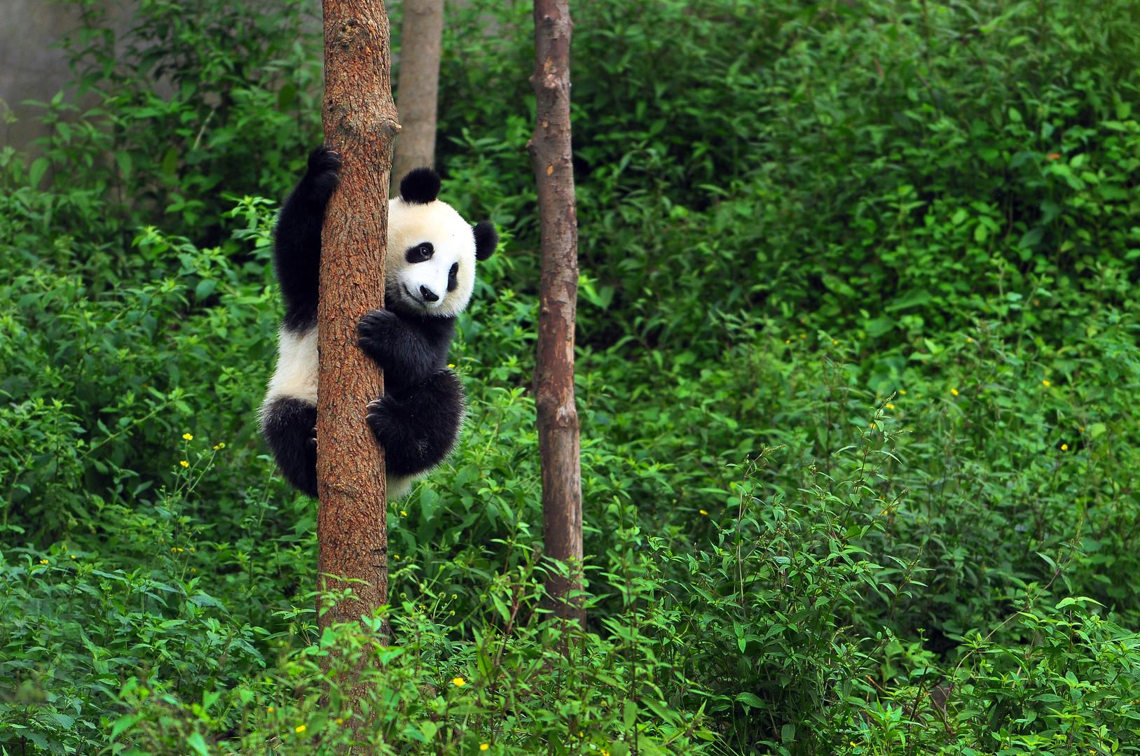 扶着树干的大熊猫，四川卧龙国家级自然保护区 (© Katherine Feng/Minden Pictures)