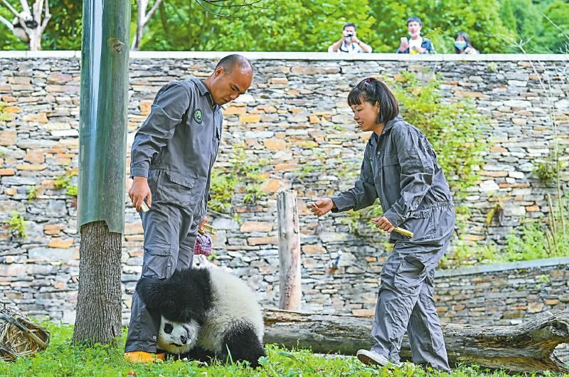 新华社从碎片化栖息地到国家公园四川探索保护大熊猫新范式2022711